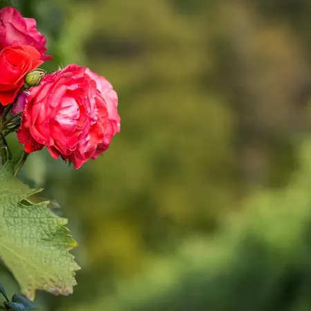 Kitzecker-weingartenhaus
