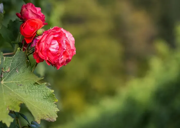 Kitzecker-weingartenhaus